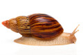 Lissachatina zanzibarica typ 2 adult